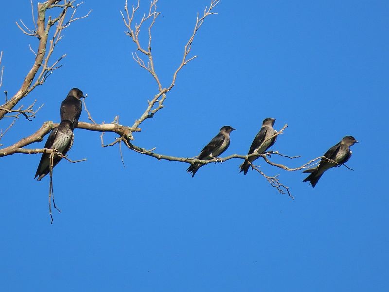 Purple Martin - ML467245251