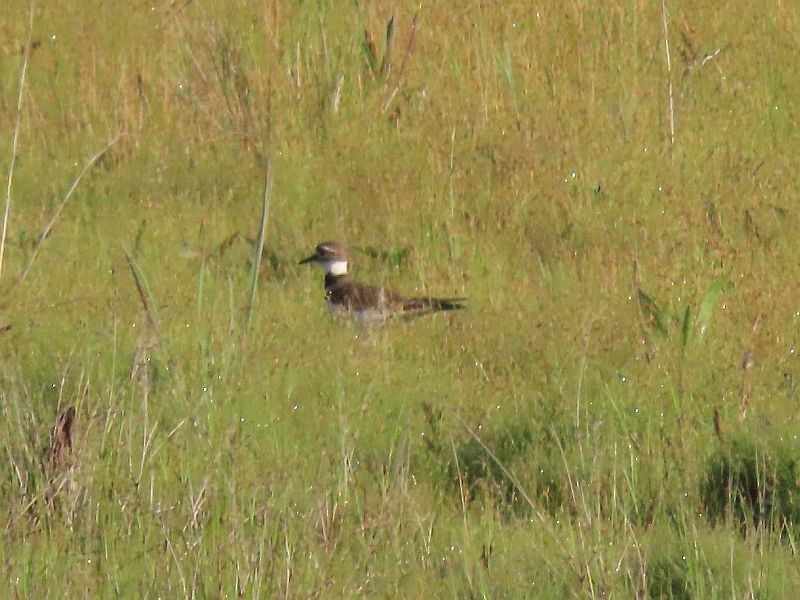 Killdeer - Tracy The Birder