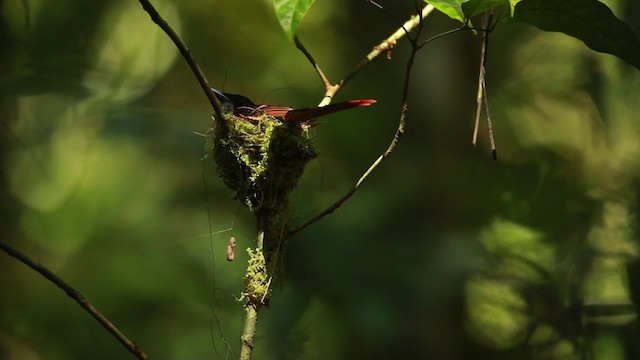 Blyth's Paradise-Flycatcher - ML467246