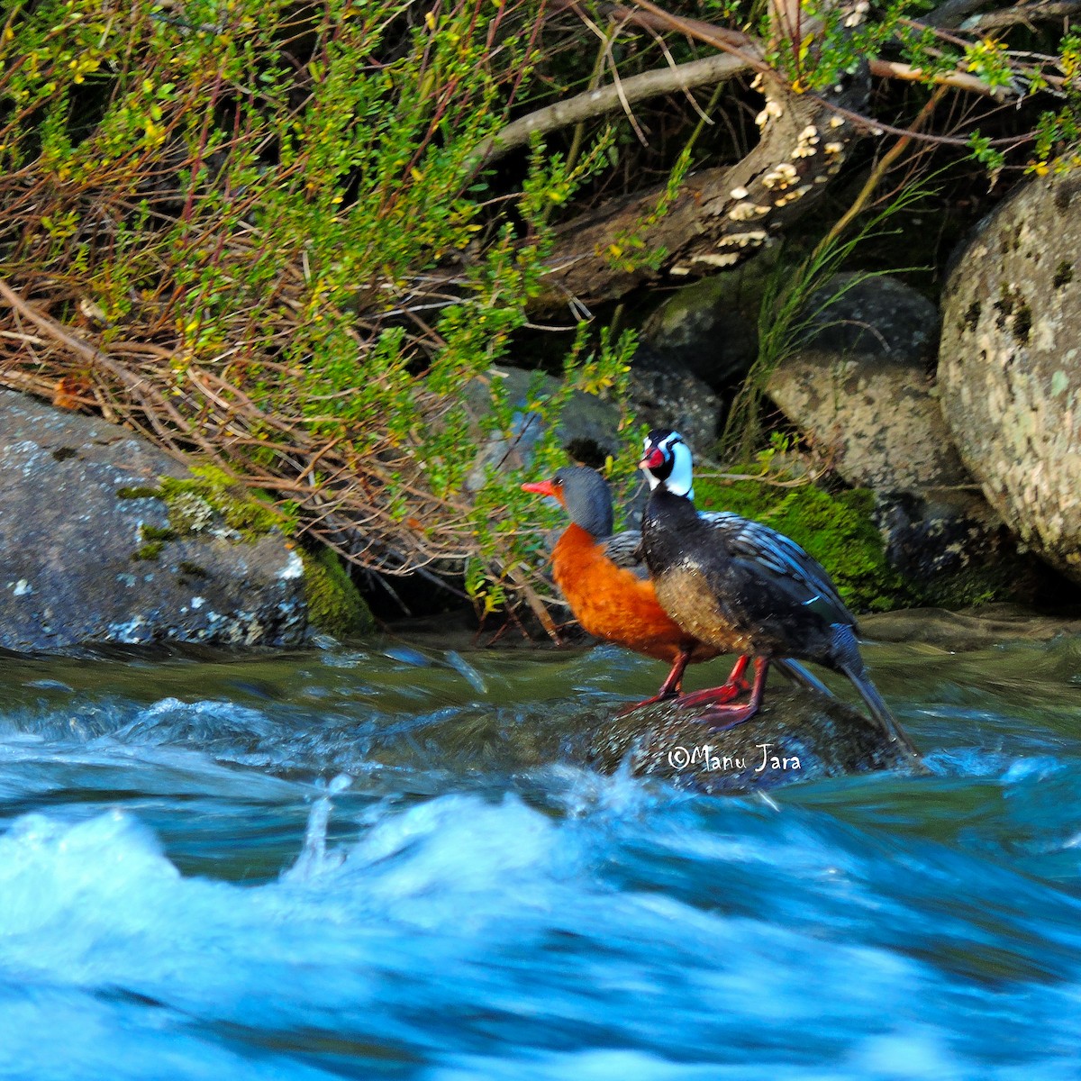 Torrent Duck - Emanuel Jara