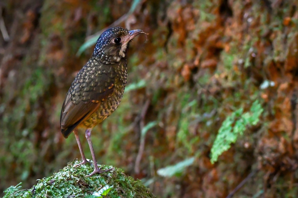 Variegated Antpitta - ML467247221