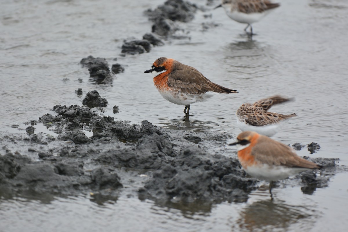 Siberian/Tibetan Sand-Plover - ML467248471