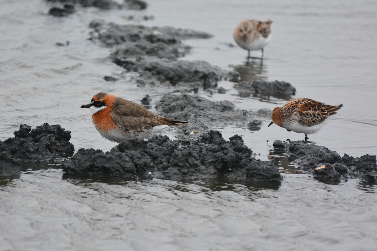 Siberian/Tibetan Sand-Plover - ML467248791