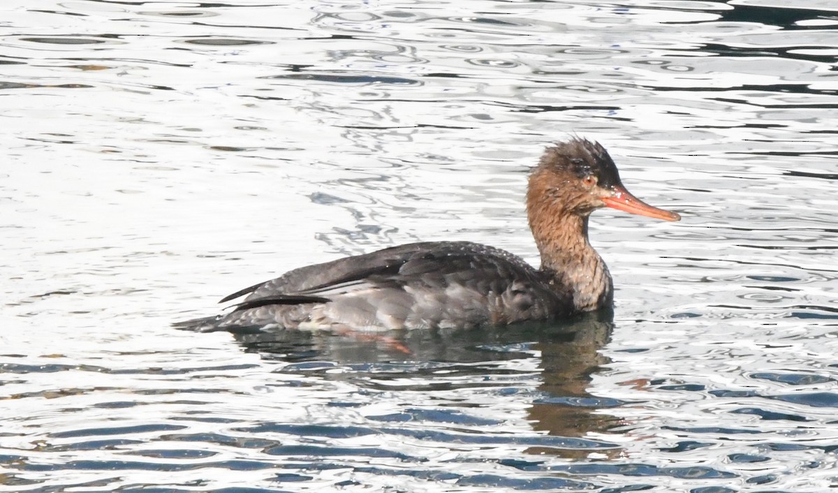 Red-breasted Merganser - ML46724911