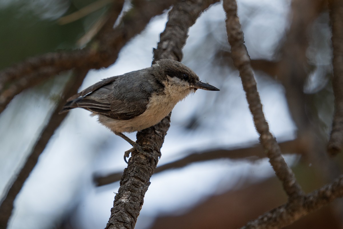 Pygmy Nuthatch - ML467249711