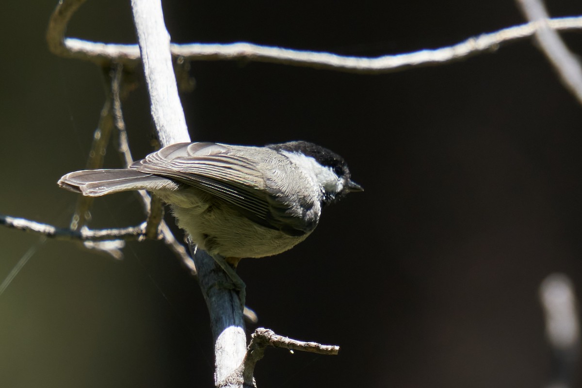 Mexican Chickadee - ML467249831