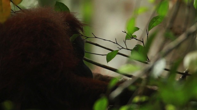 Bornean Orangutan - Pongo pygmaeus - Media Search - Macaulay Library ...