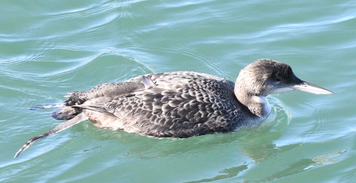 Common Loon - ML46725201