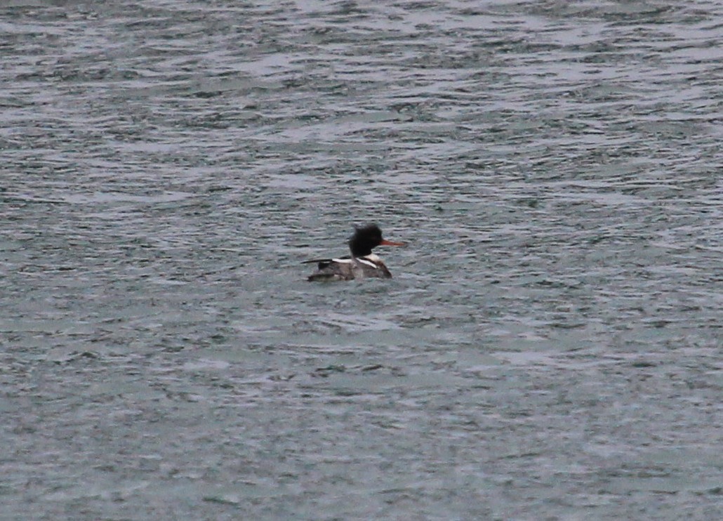 Red-breasted Merganser - ML46725291