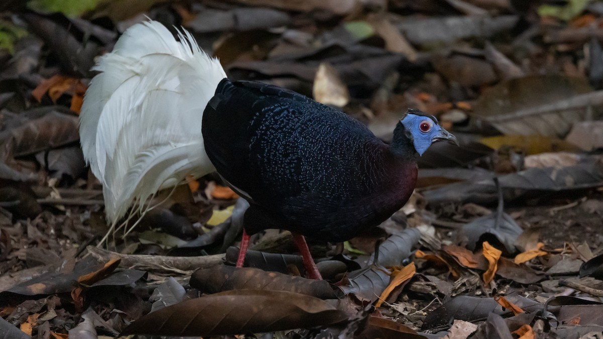 Bulwer's Pheasant - Ng SH