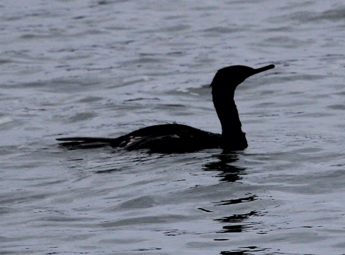 Pelagic Cormorant - Nels Nelson