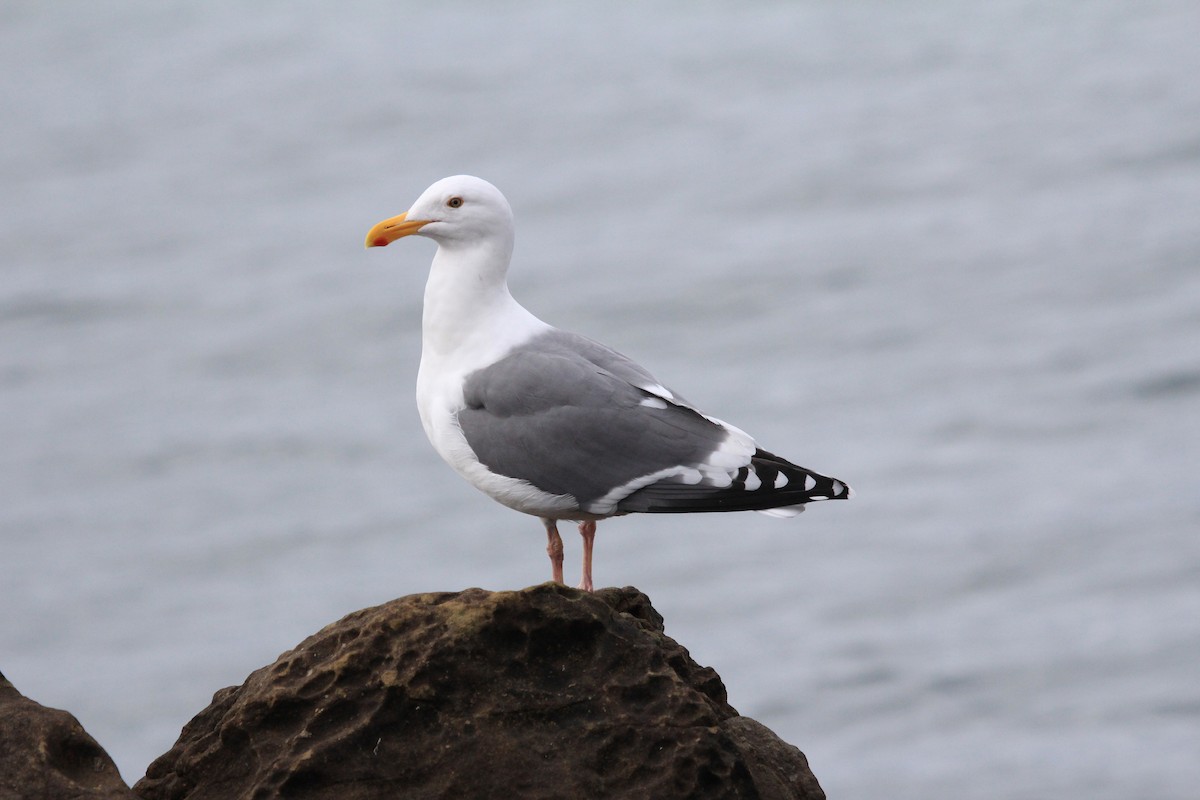 Western Gull - ML46725601