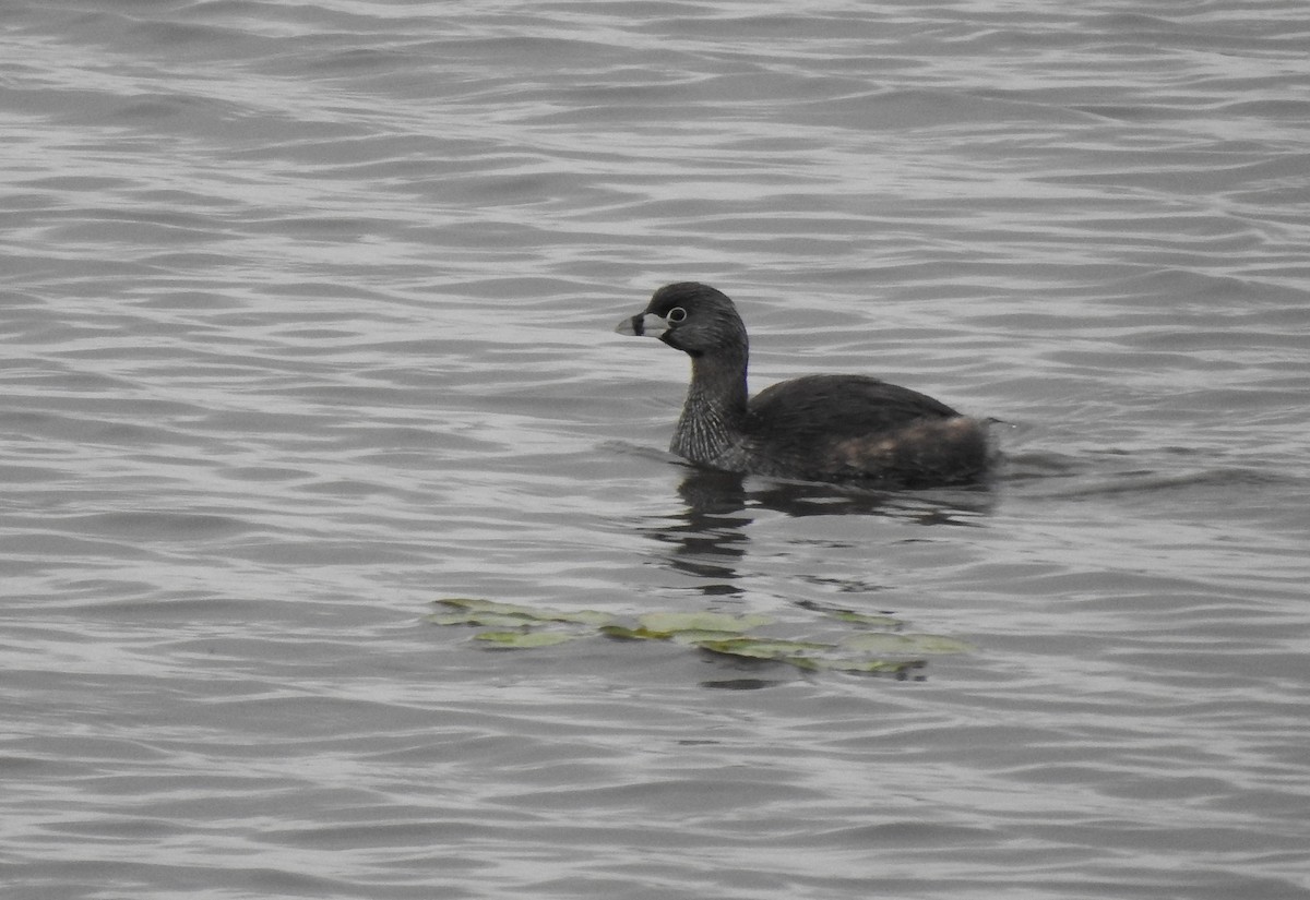 Pied-billed Grebe - ML467256231