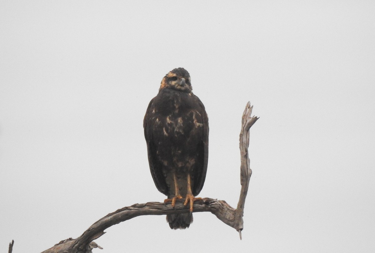 Great Black Hawk - Aves-del-Taragüí/ SabinaDeLucca