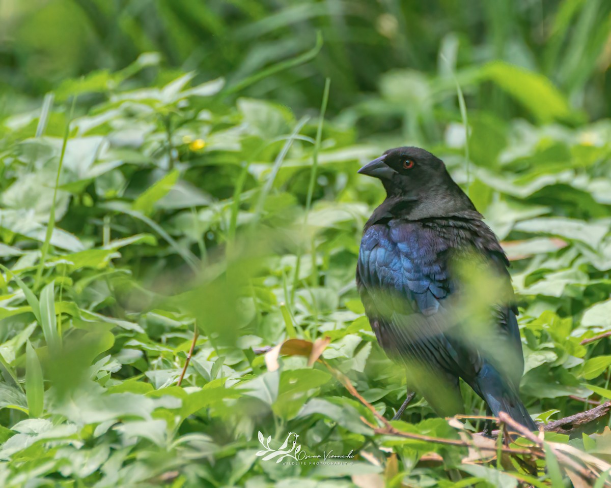 Bronzed Cowbird - ML467256941