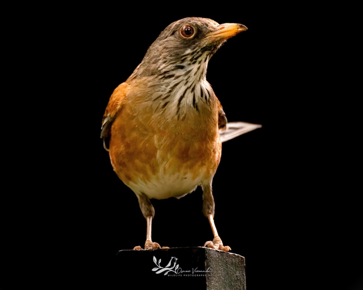 Rufous-backed Robin - ML467257001