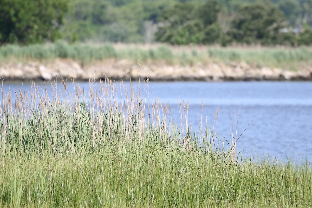 Song Sparrow - ML467257801