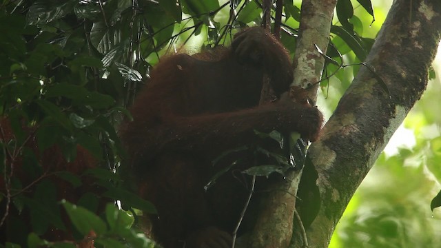 Bornean Orangutan - Pongo pygmaeus - Media Search - Macaulay Library ...