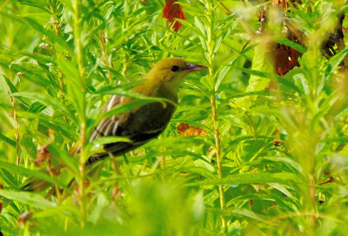 Orchard Oriole - ML467258011