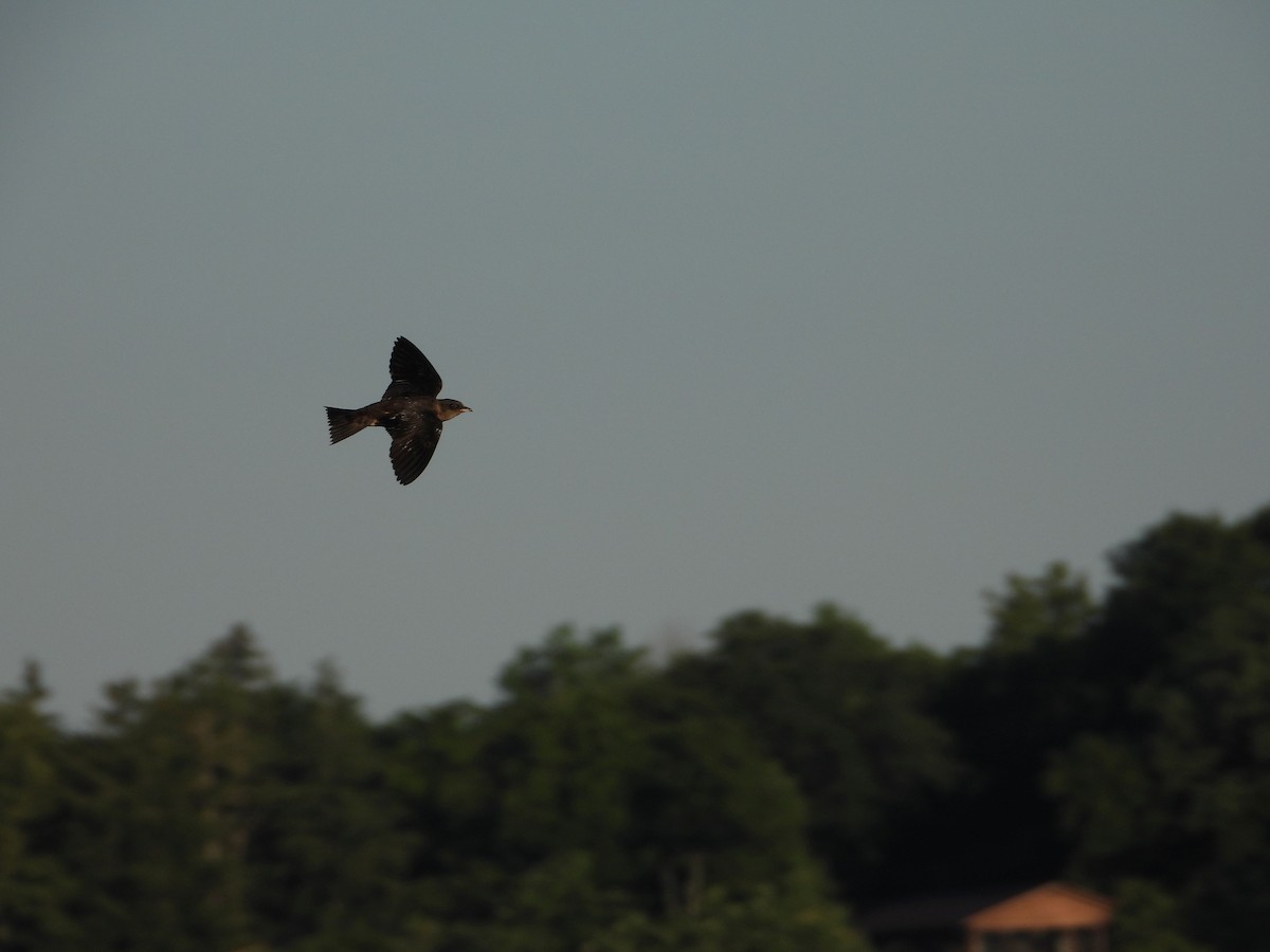 Purple Martin - ML467258871