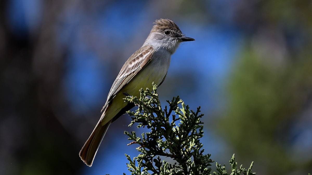 Ash-throated Flycatcher - ML467258901