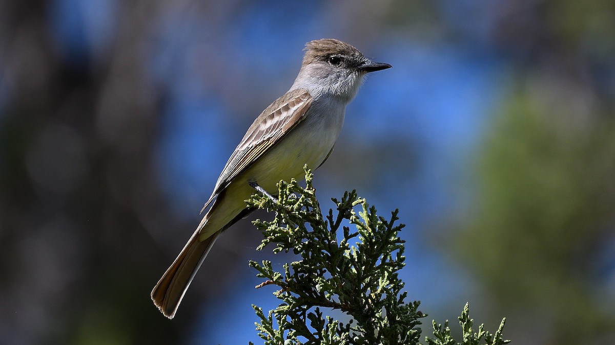 Ash-throated Flycatcher - ML467258931