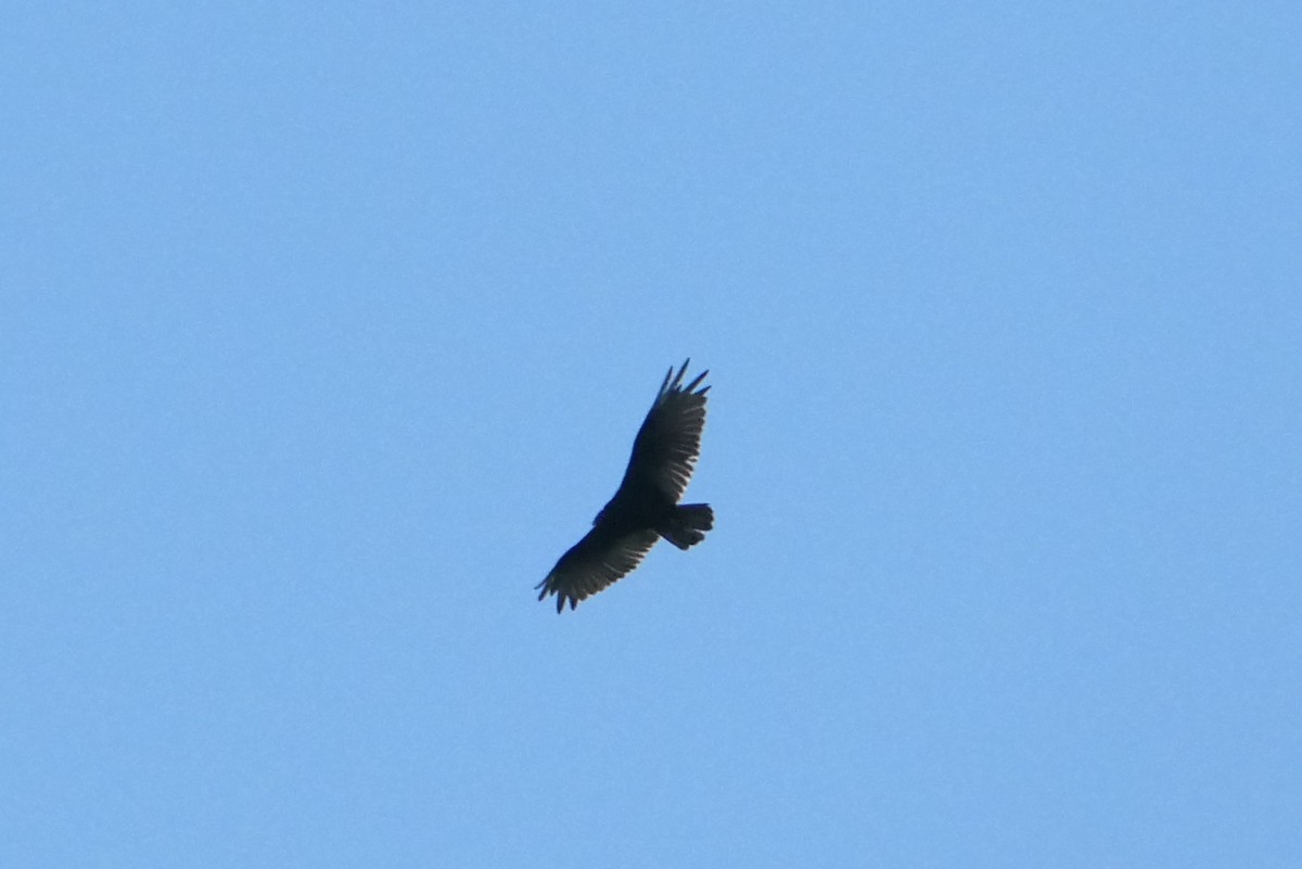 Turkey Vulture - Scott Harris