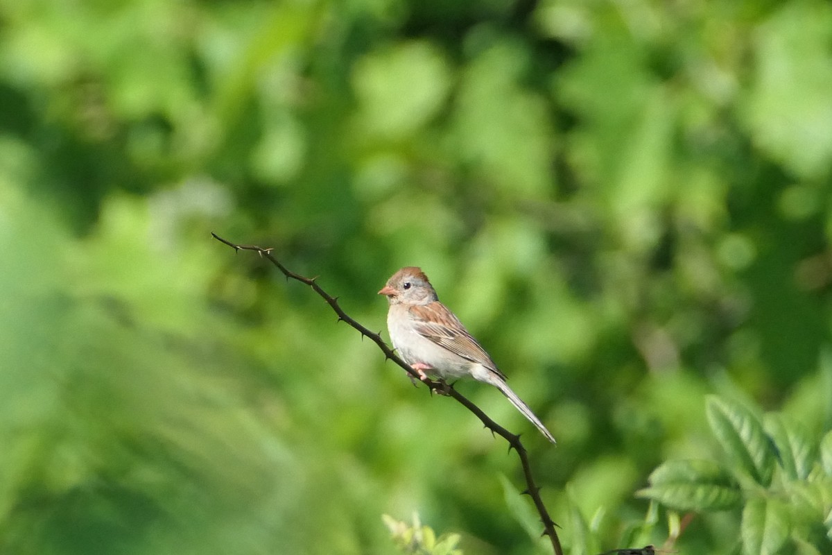 Field Sparrow - Scott Harris