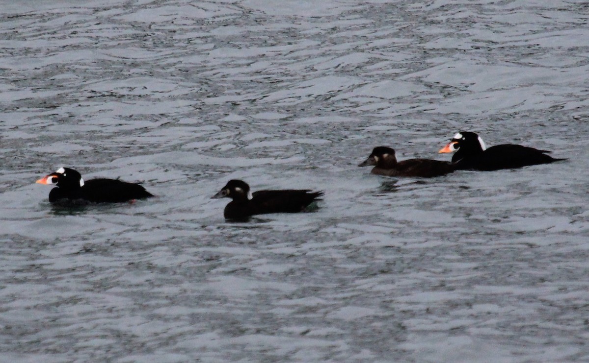 Surf Scoter - ML46726061