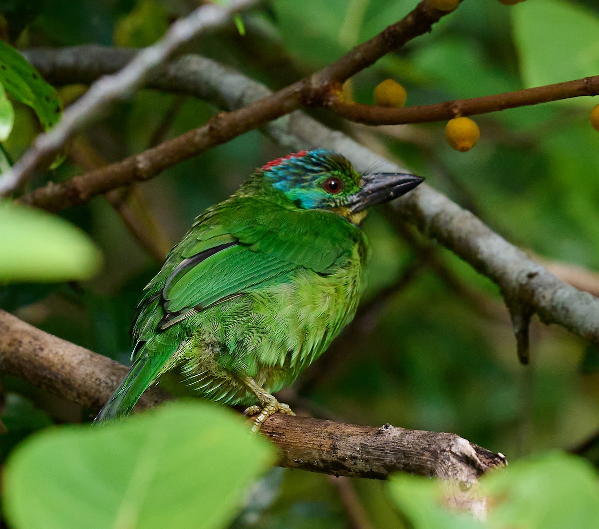 Mountain Barbet - ML467261831