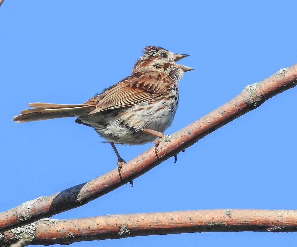 Song Sparrow - ML467262001