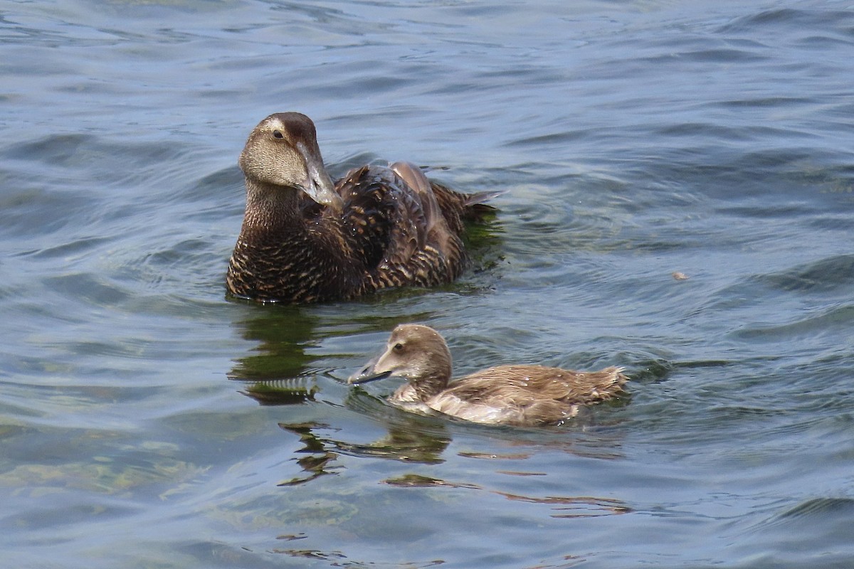 Common Eider - ML467262731