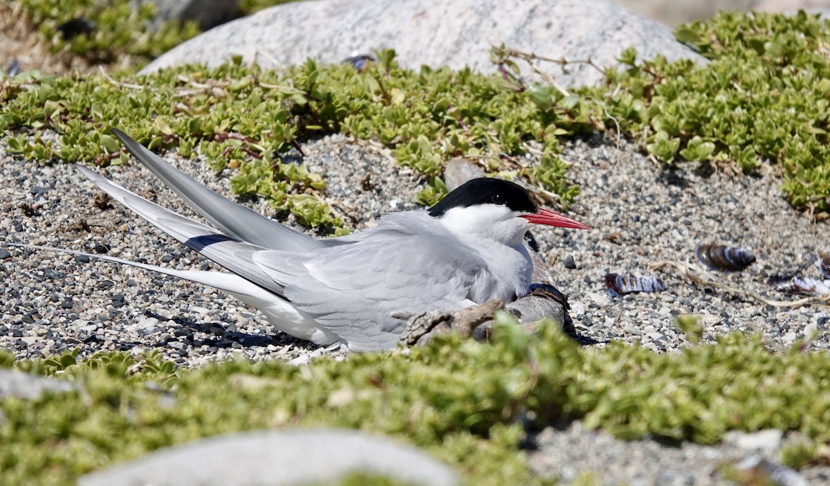 Arctic Tern - ML467264901