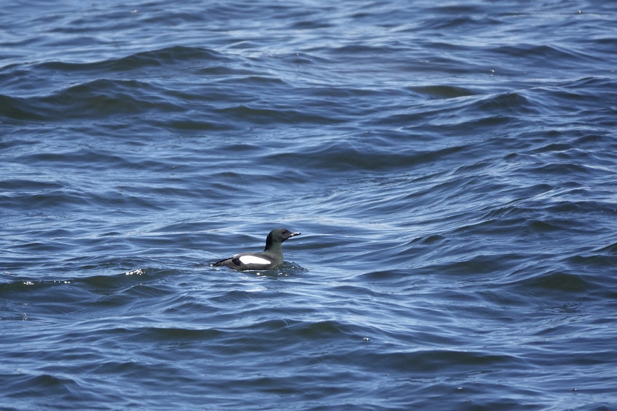 Guillemot à miroir - ML467265121