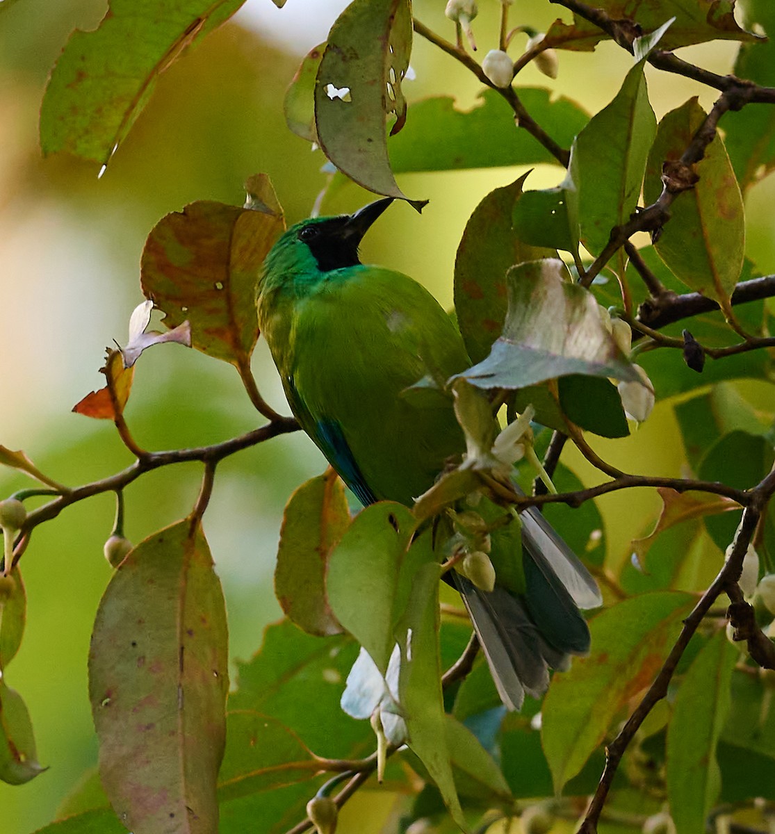 Bornean Leafbird - ML467266471