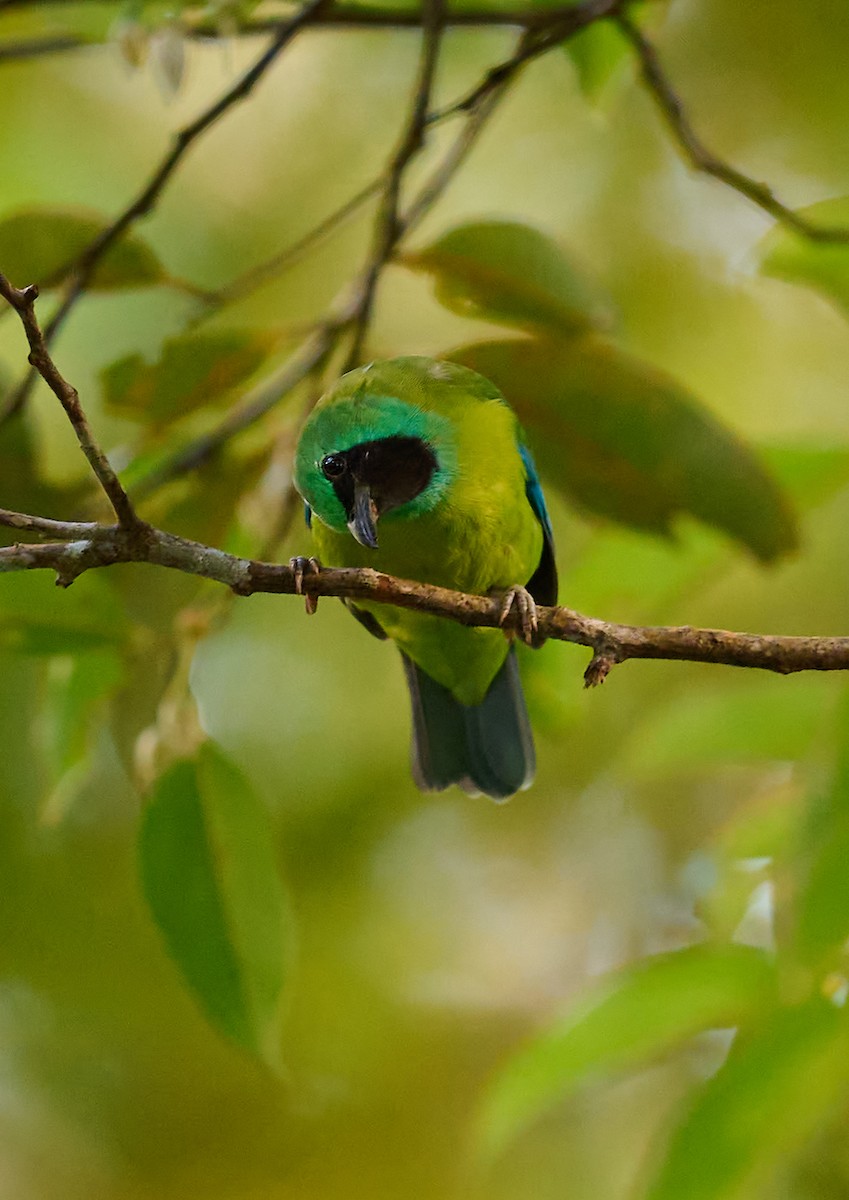 Bornean Leafbird - ML467266481