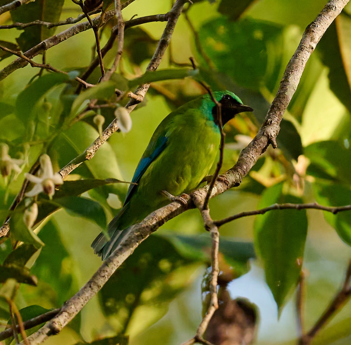 Bornean Leafbird - ML467266521