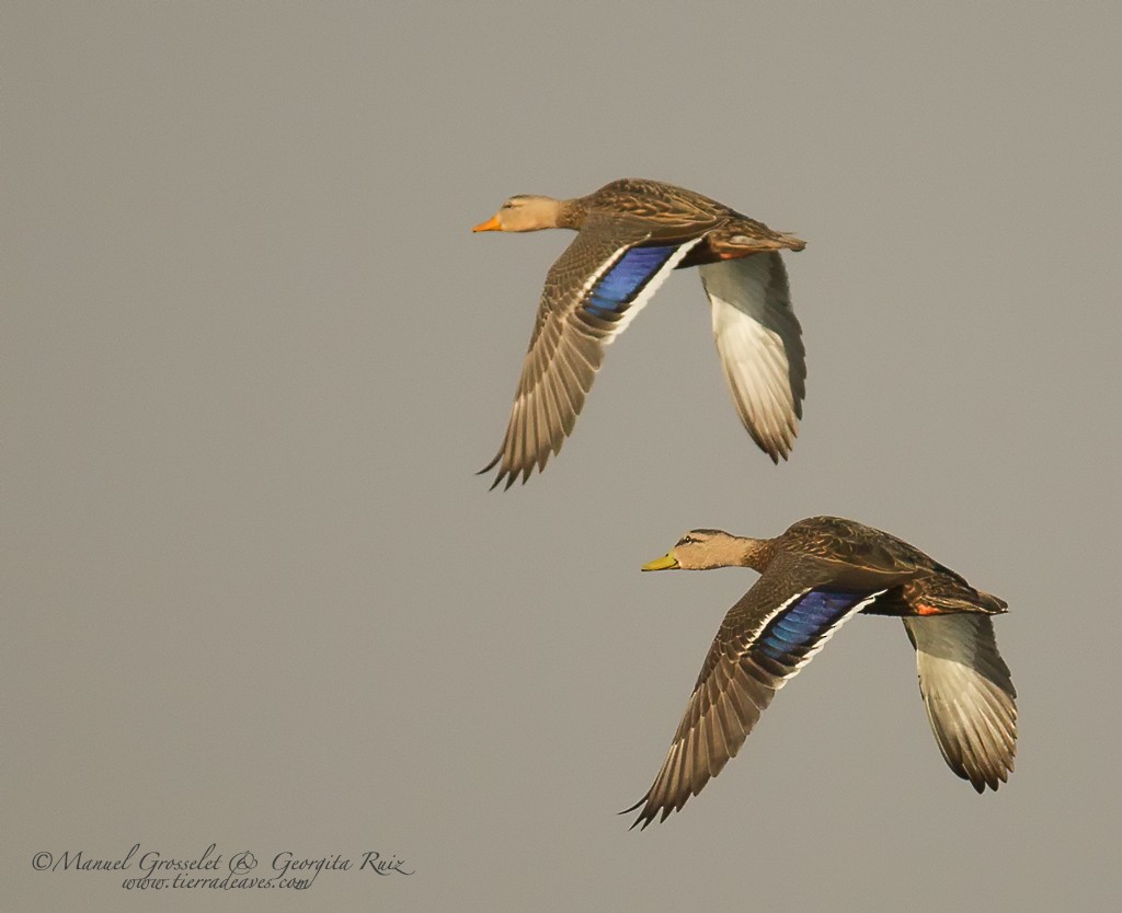 Mexican Duck - manuel grosselet