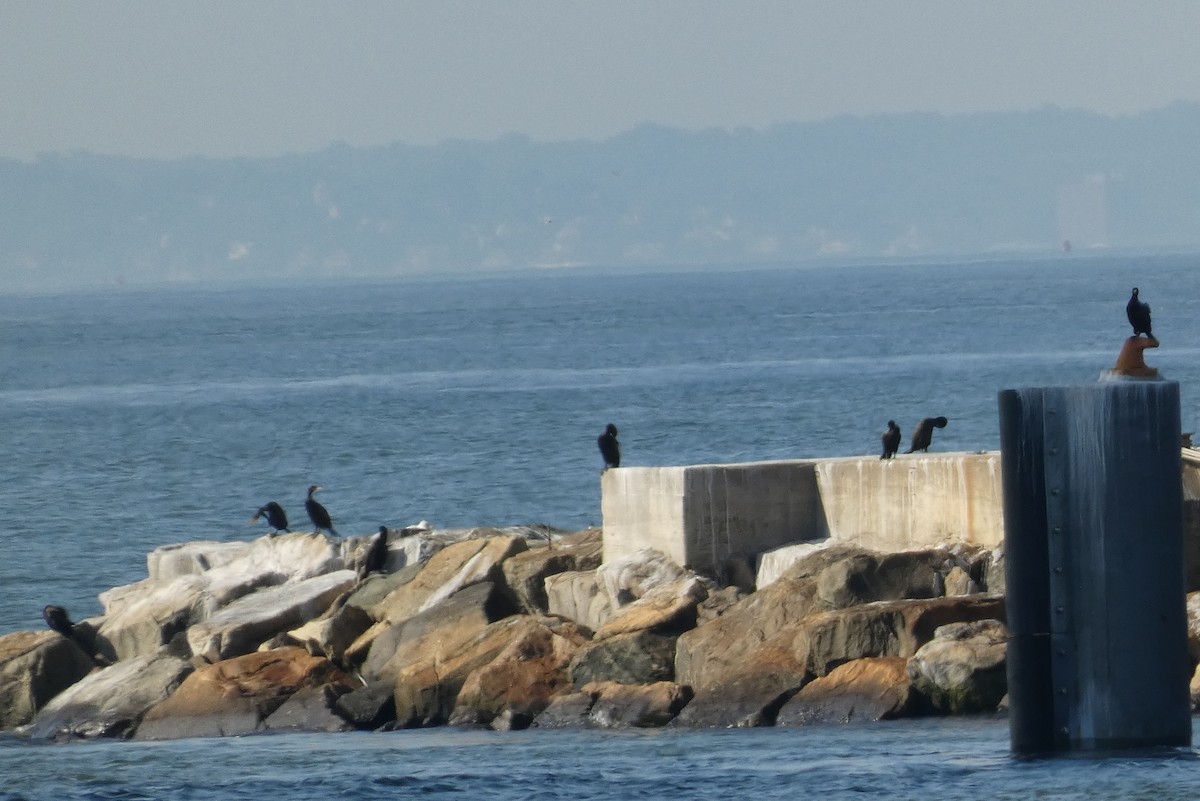 Double-crested Cormorant - ML467267031