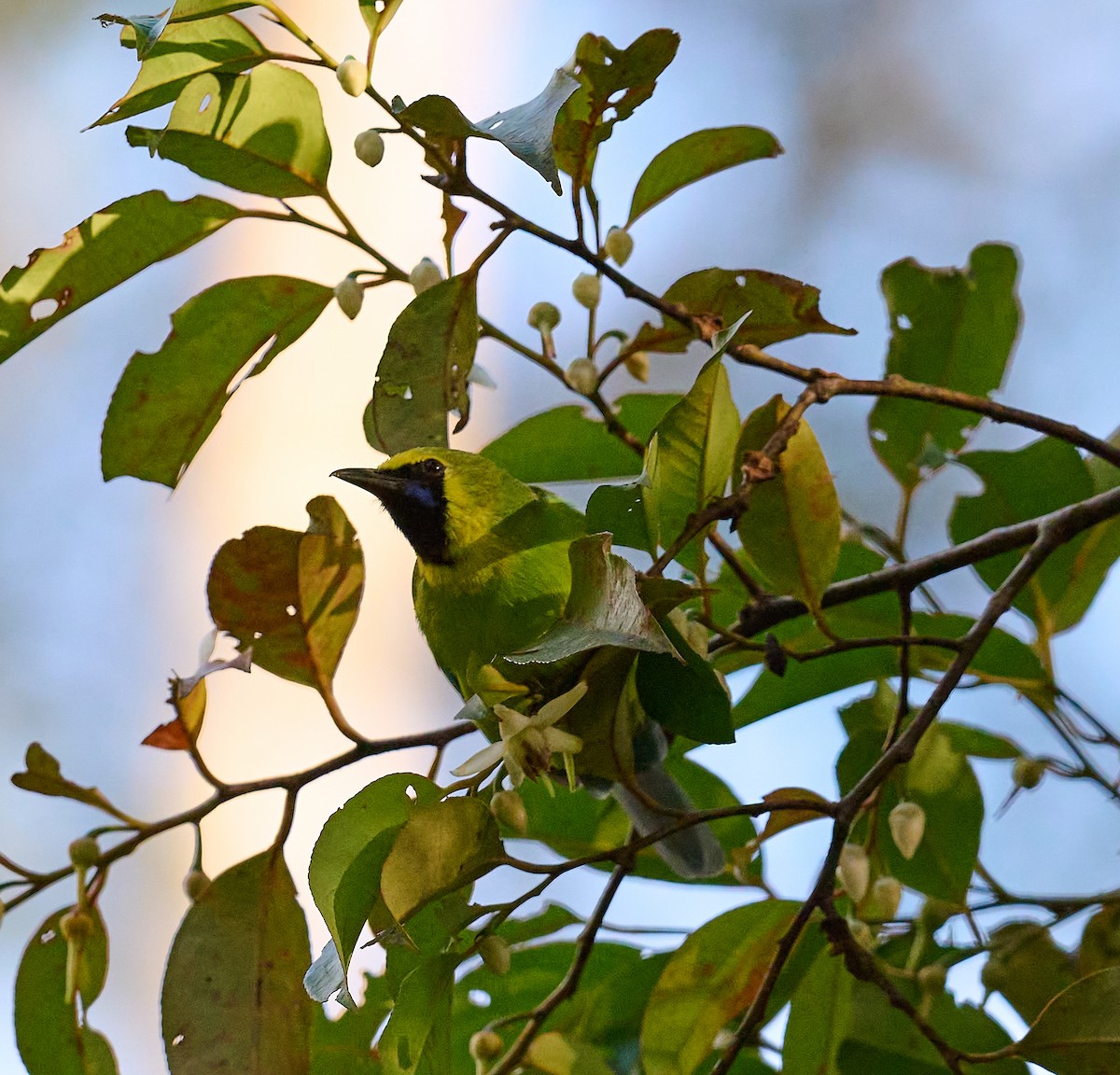 Bornean Leafbird - ML467267381