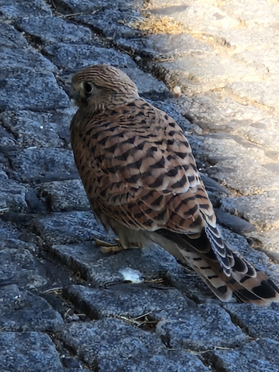 Eurasian Kestrel - ML467267911