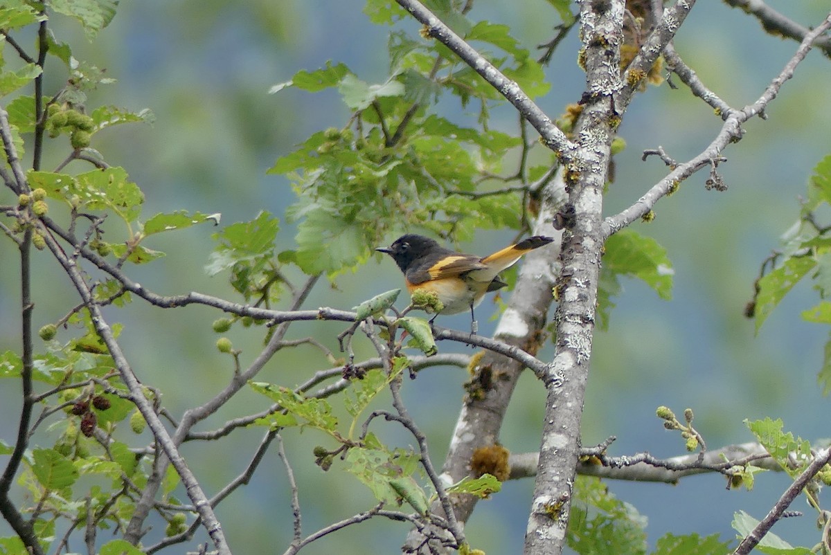 American Redstart - Barbara Shepherd