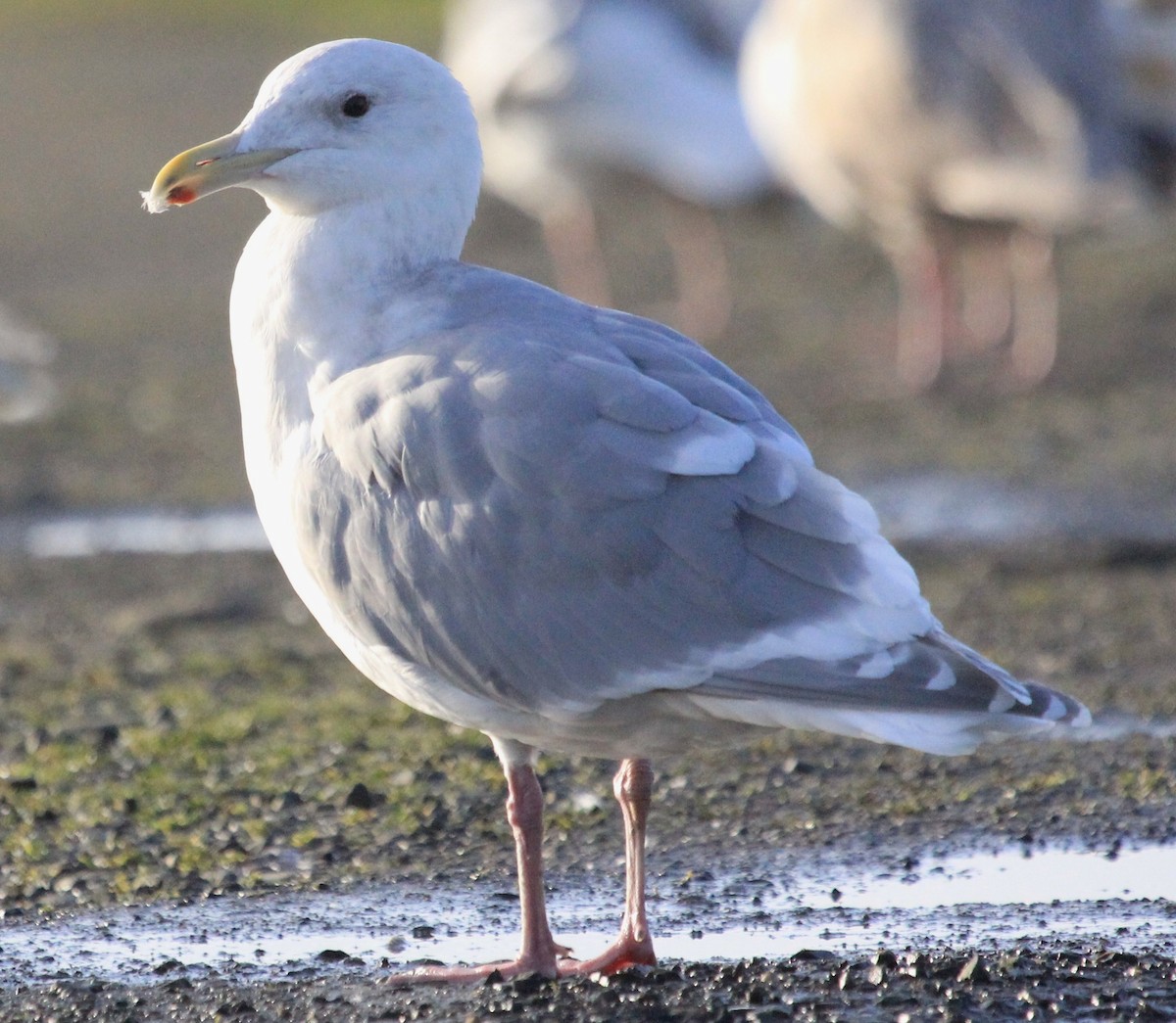 Glaucous-winged Gull - ML46727141