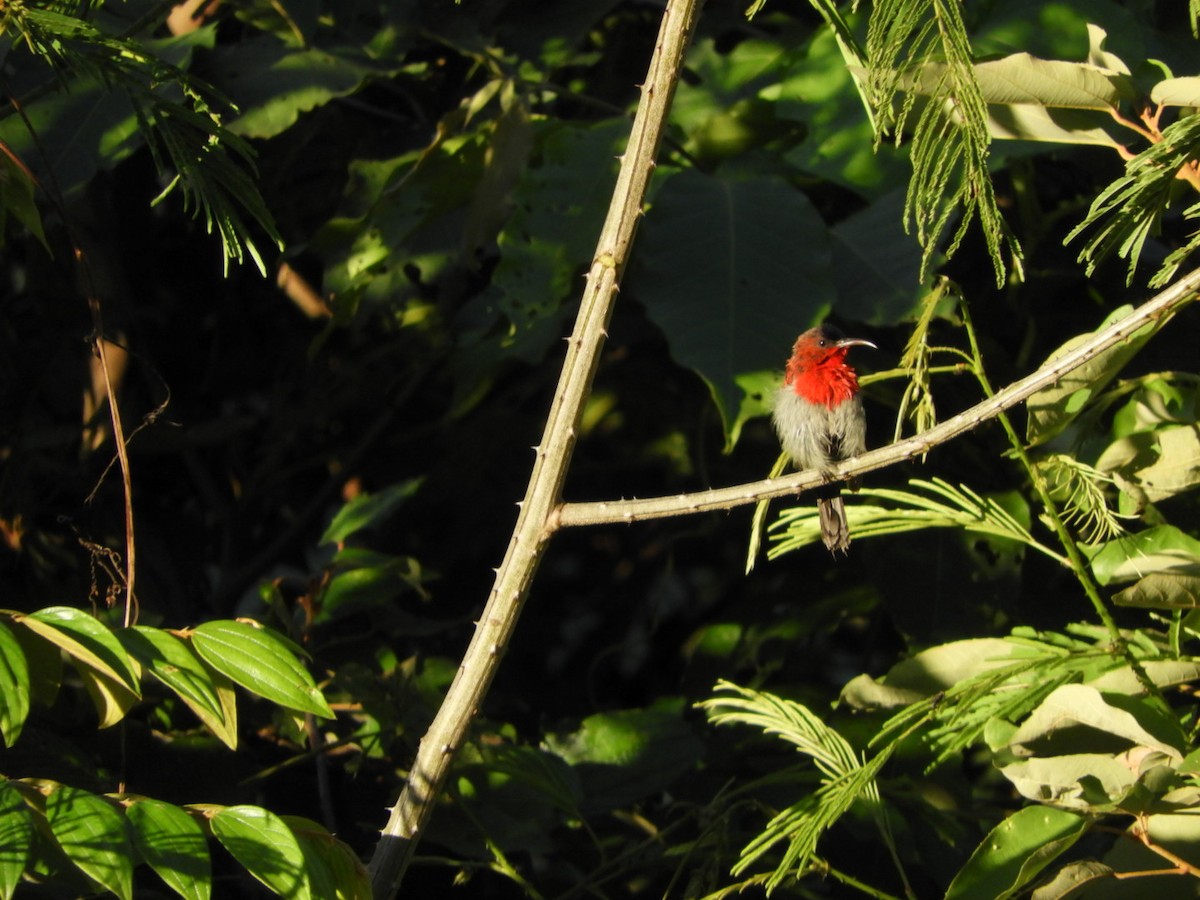 Crimson Sunbird - ML467271581