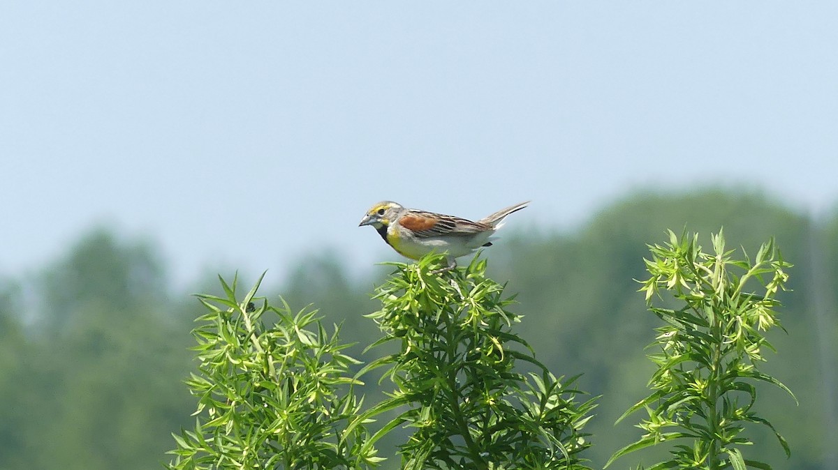 Dickcissel - ML467271611