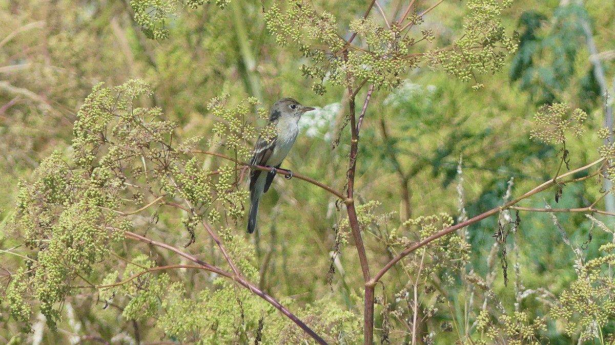 Willow Flycatcher - ML467271741