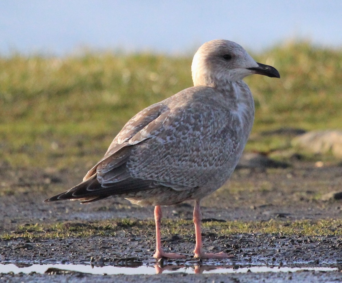 Iceland Gull (Thayer's) - ML46727191