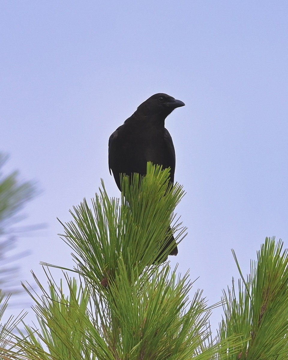 American Crow - ML467272431