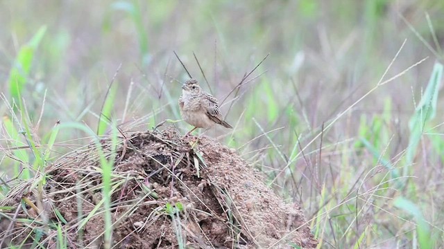 Singing Bushlark (Singing) - ML467272821