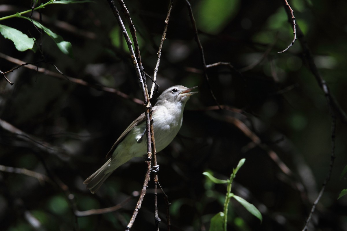 Warbling Vireo - ML467273711